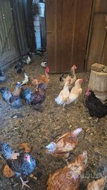 Galline