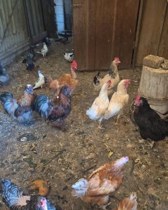 Galline