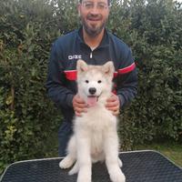 Alaskan malamute cucciolo maschio disponibile