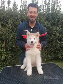 Alaskan malamute cucciolo maschio disponibile