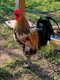 Gallo