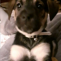 Cucciolo maschio di 4 mesi