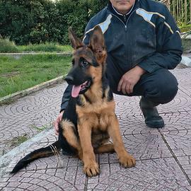 Pastore Tedesco cuccioli con Pedigree
