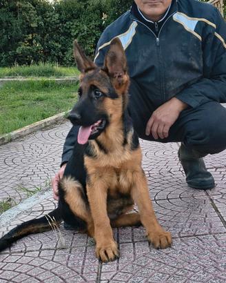 Pastore Tedesco cuccioli con Pedigree