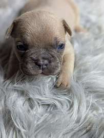 Bulldog francesi blu e merle