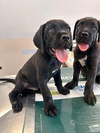 Cucciolo di cane corso