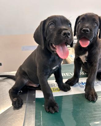 Cucciolo di cane corso
