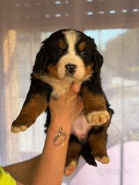 Cuccioli di bovaro del bernese