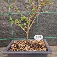Bonsai di Prugnolo Selvatico (Prunus Spinosa ) 123