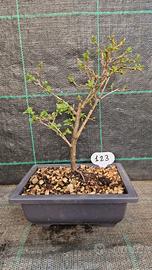Bonsai di Prugnolo Selvatico (Prunus Spinosa ) 123