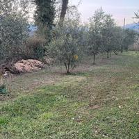Piante di olive