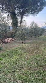 Piante di olive