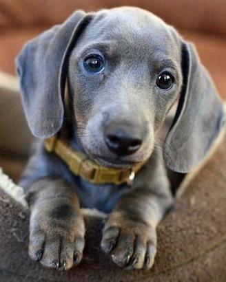 BASSOTTO NANO - BASSOTTI NANI puppy pag in 12 mesi