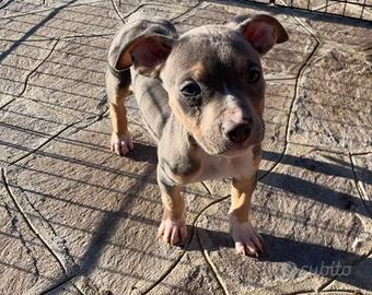 Pitbull maschio Silver blue tricolore standard ukc