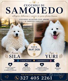 Cuccioli Samoiedo
