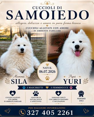 Cuccioli Samoiedo