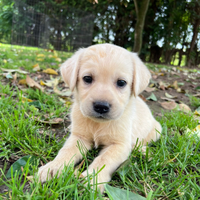 Splendida cucciolata di Labrador