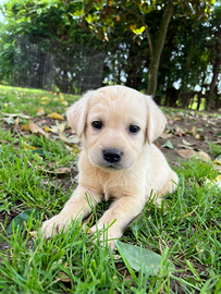 Splendida cucciolata di Labrador
