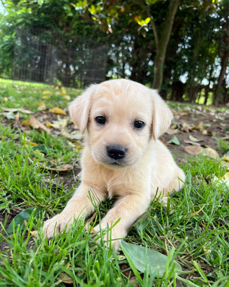 Splendida cucciolata di Labrador