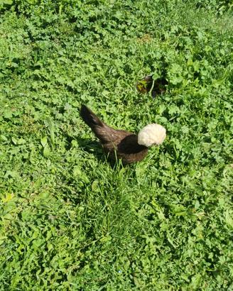 Galline ornamentali nane