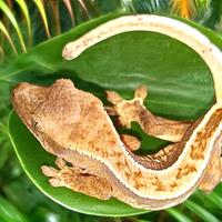 Baby geco Ciliatus, teca, insetti a S.G.Milanese