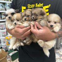 Spitz mini toy