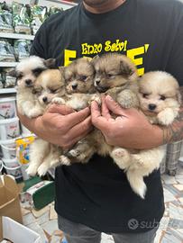 Spitz mini toy