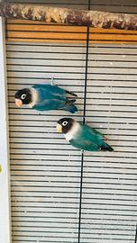 Pappagalli inseparabili