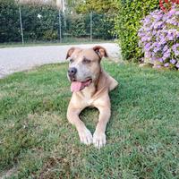 Una casa per daniel amstaff