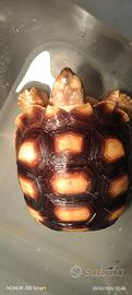 Tartaruga geochelone sulcata