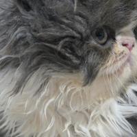 Cucciole persiane ipertipiche