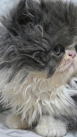 Cucciole persiane ipertipiche