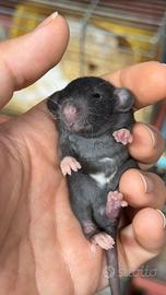 Cuccioli di RATTO DOMESTICO selezionati ENRI RCIC