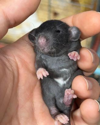 Cuccioli di RATTO DOMESTICO selezionati ENRI RCIC