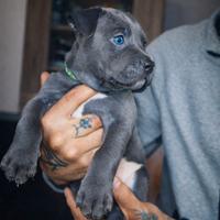Cuccioli Pitbull disponibili
