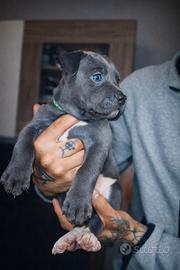 Cuccioli Pitbull disponibili