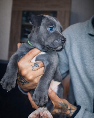 Cuccioli Pitbull disponibili