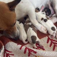 Jack russell