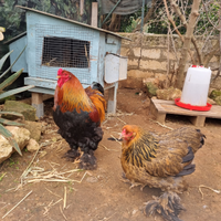 Coppia brahma perniciato maglie nere