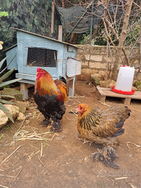 Coppia brahma perniciato maglie nere