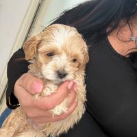 Maltipoo