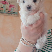 Maltese maschio con pedigree ENCI taglia piccola
