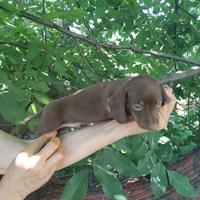 Bassotto cioccolato cuccioli