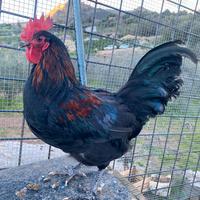 Gallo Australorp