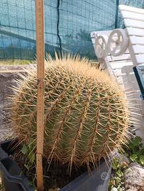 Cuscino di suocera (Crusone)