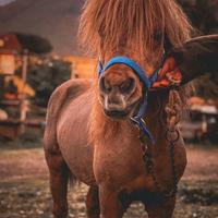Pony