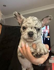 Proponiamo Cucciolo Bulldog Francese Merle Maschio