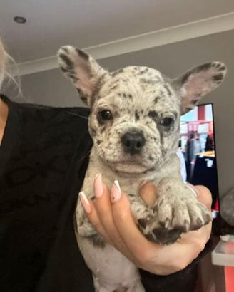 Proponiamo Cucciolo Bulldog Francese Merle Maschio