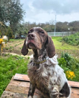 Setter Inglese caccia