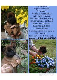 Cucciolo pastore belga